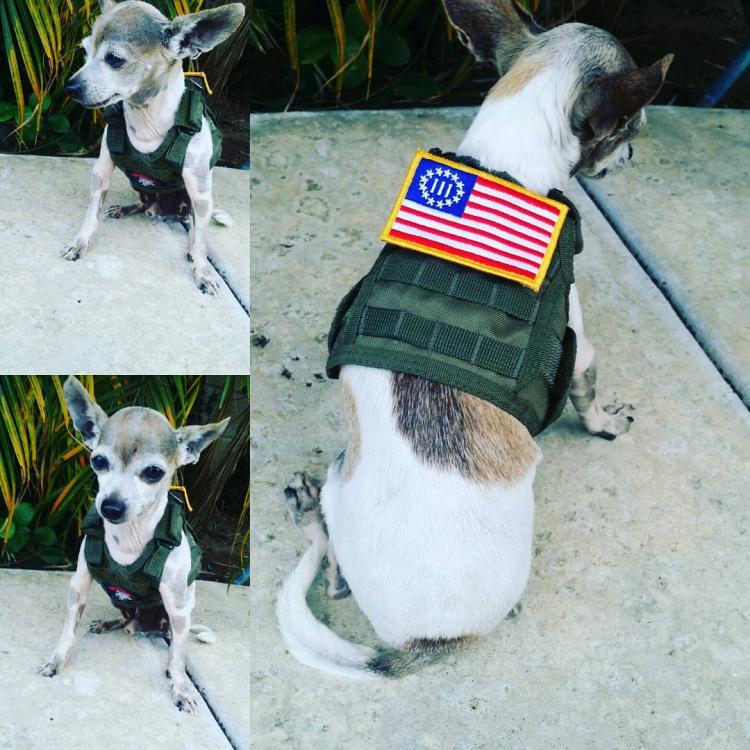 chihuahua tactical vest