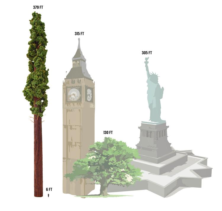 tallest tree replica 6855