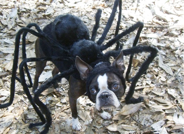 Tarantula Spider Dog Costume