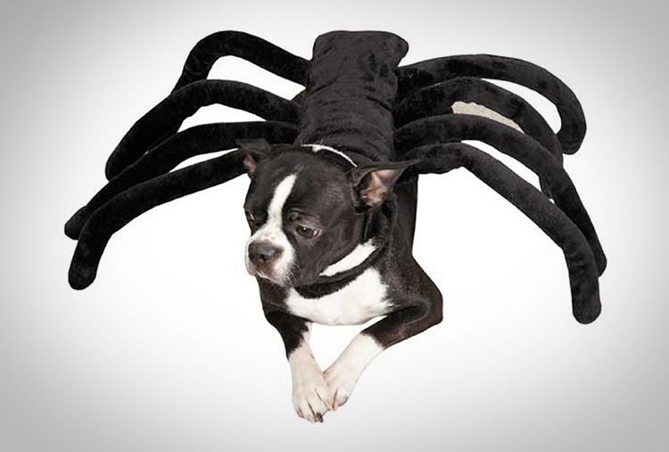 This Tarantula Dog Costume Turns Your Pooch Into A Giant Spider For - Diy Spider Costume For Small Dog