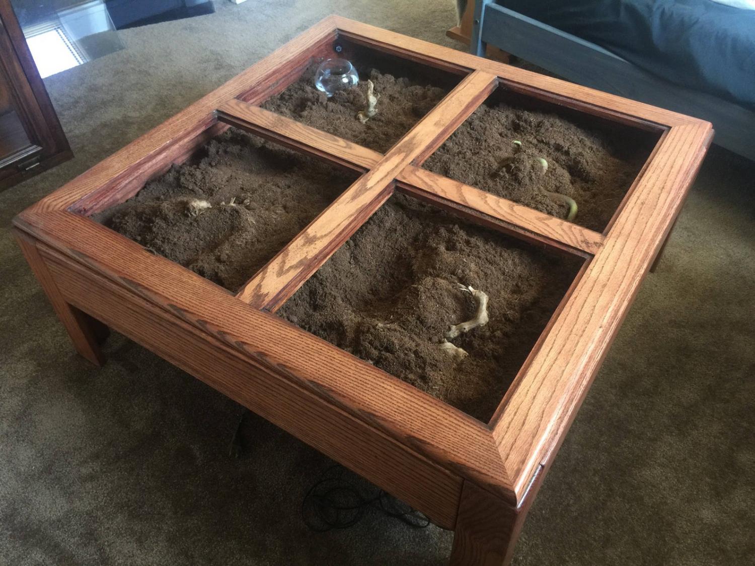 This Terrarium Coffee Table Makes The Perfect Centerpiece In Your Living  Room