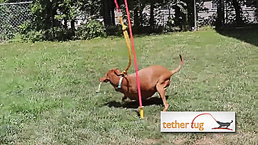 Tether Tug Self Tugging Dog Toy - Lazy tug of war dog toy - gif
