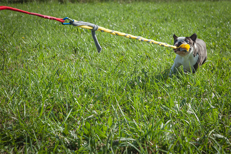 Tether Tug Self Tugging Dog Toy - Lazy tug of war dog toy