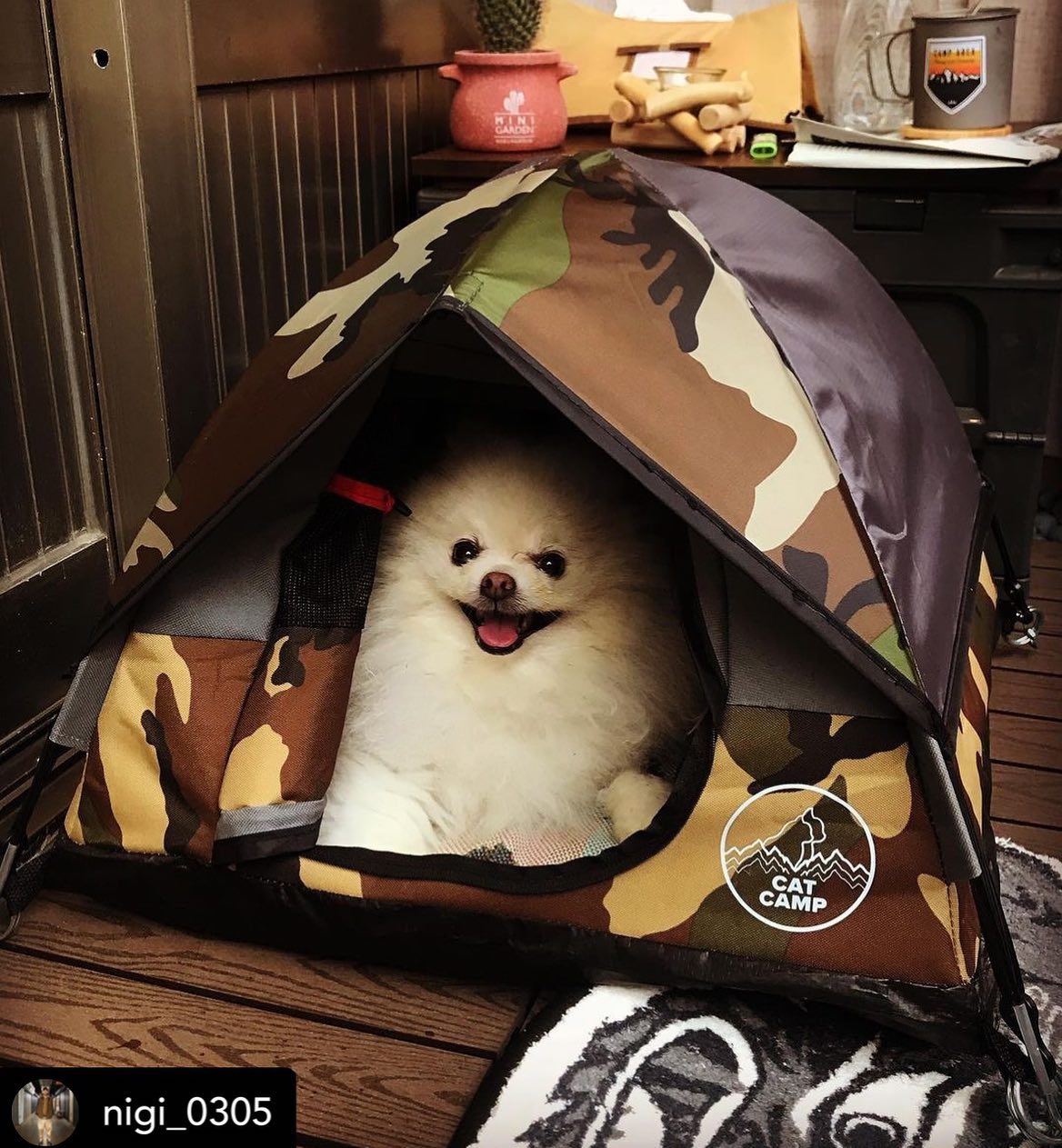 Cat Camp - Mini Camping Tent For Cats