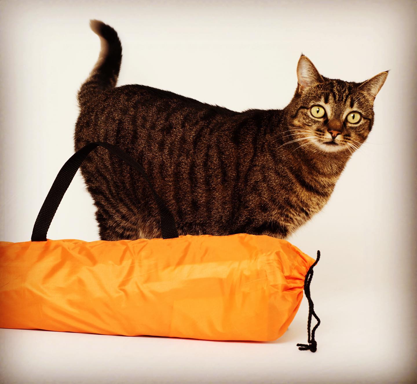 Cat Camp - Mini Camping Tent For Cats