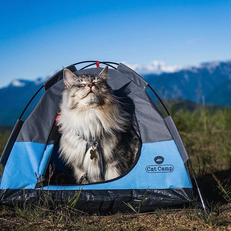 Tiny tents for store cats