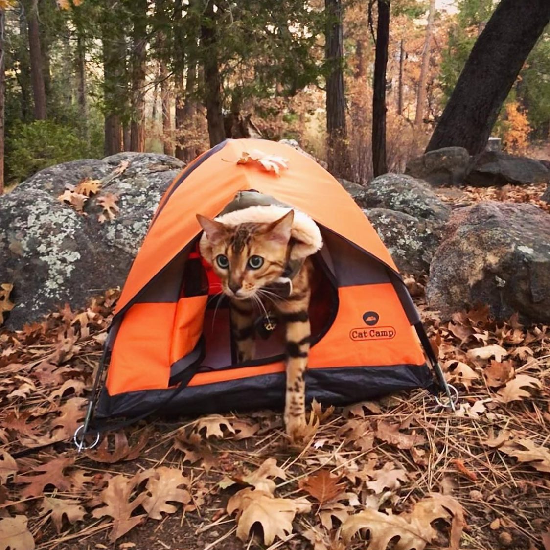 travel tent for cat