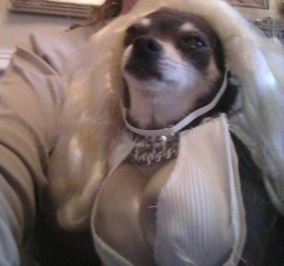 Marilyn Monroe Dog Costume - Funny Marilyn Monroe Halloween dog costume with cleavage
