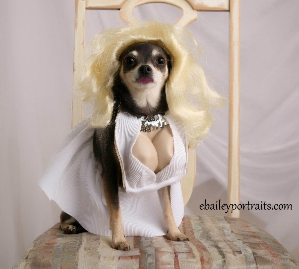 Marilyn Monroe Dog Costume - Funny Marilyn Monroe Halloween dog costume with cleavage