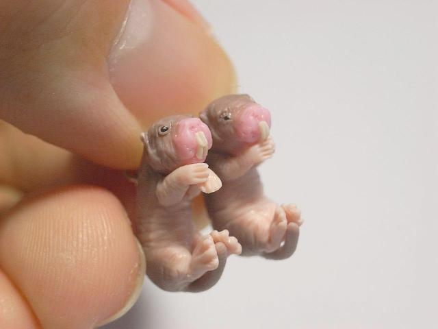 Cute Animal Rings Hug Your Fingers - Babies
