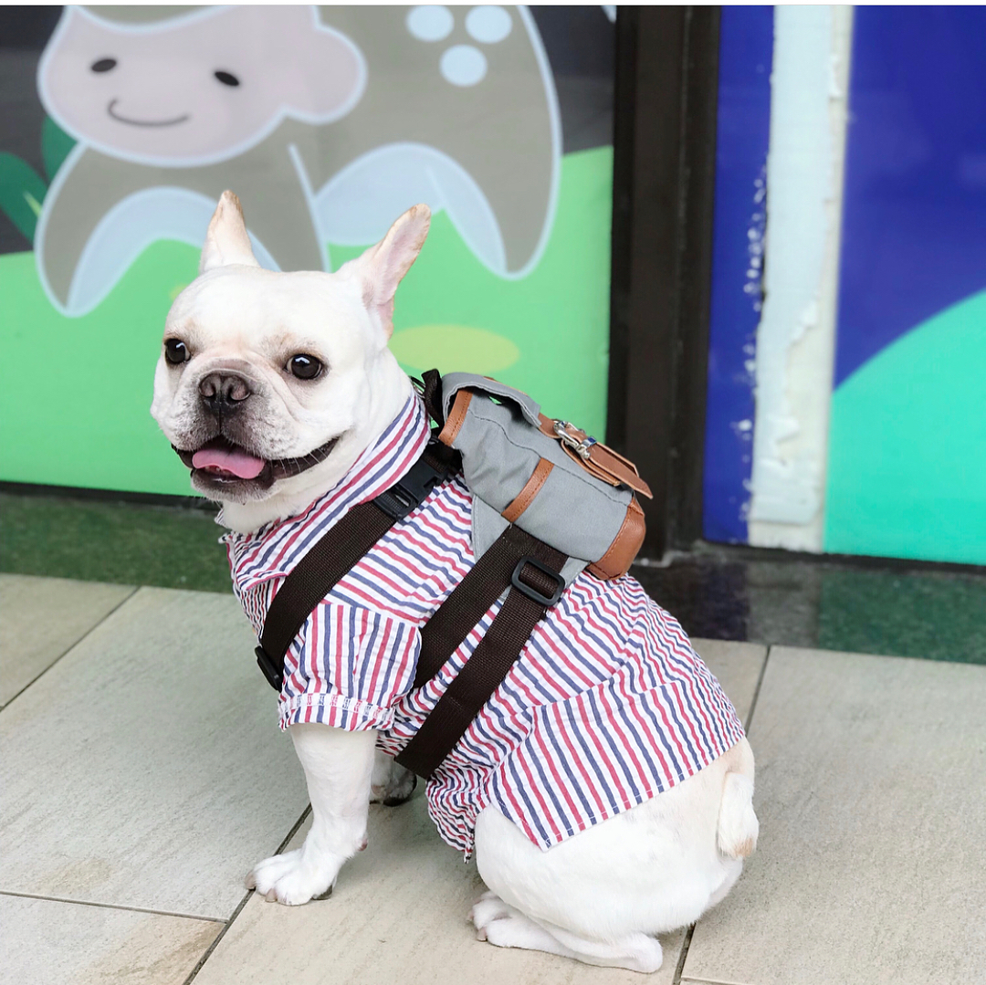 puppy in a backpack