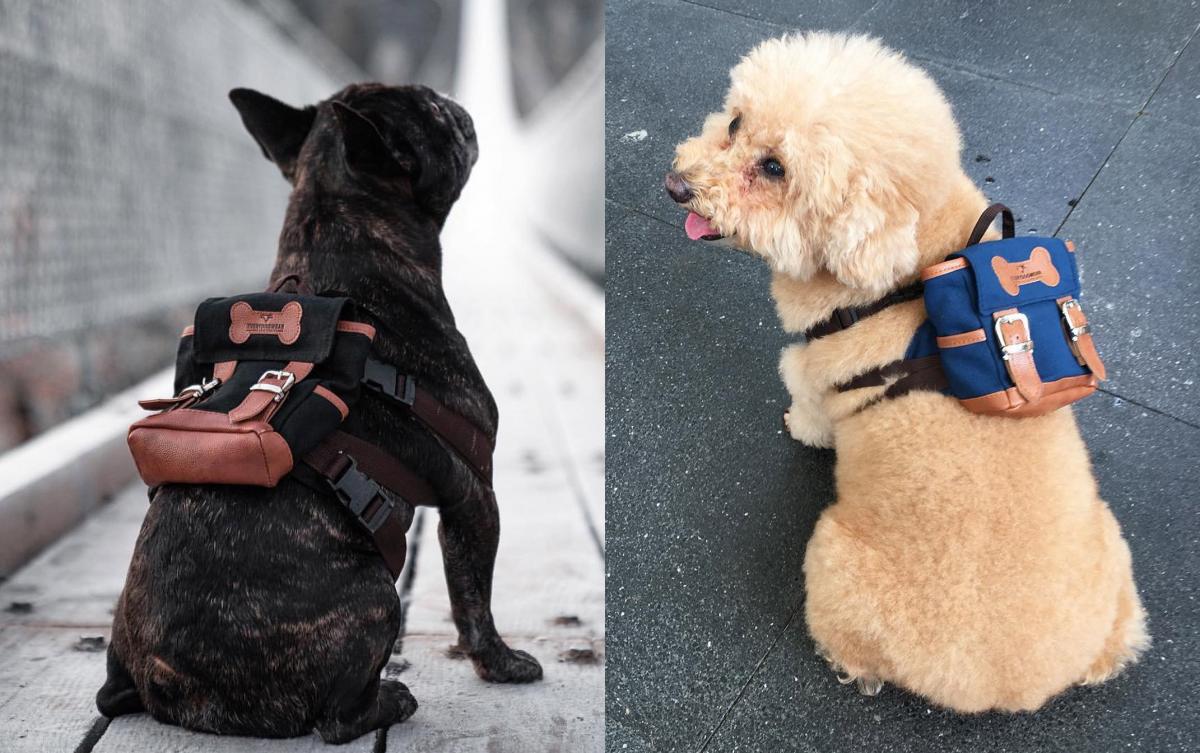 backpack to hold dog