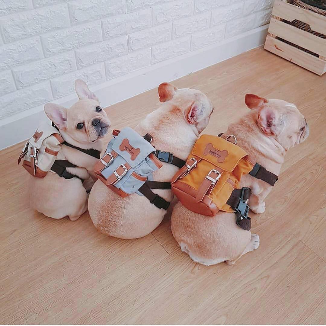 These Cute Little Dog Backpacks Lets Them Hold Their Puppies On