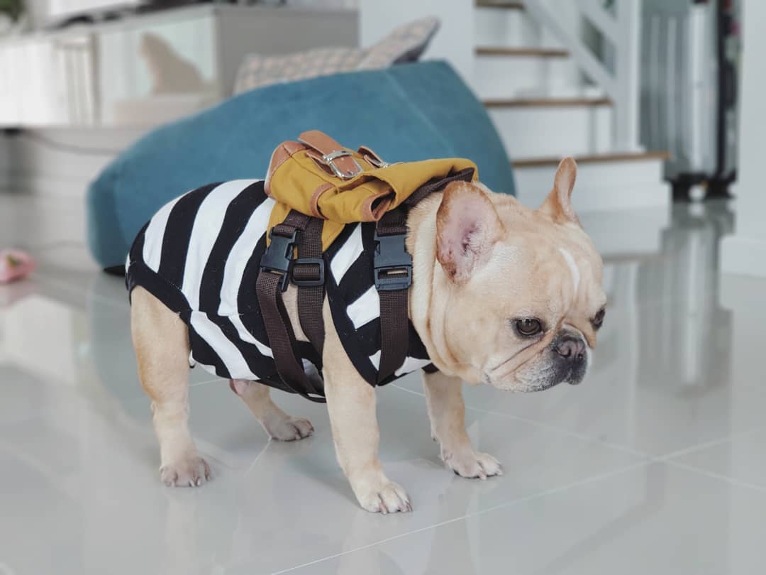 dog on backpack