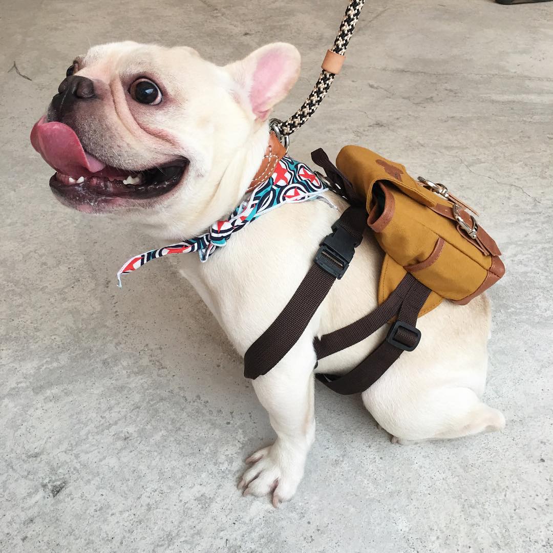 dog with puppy in backpack