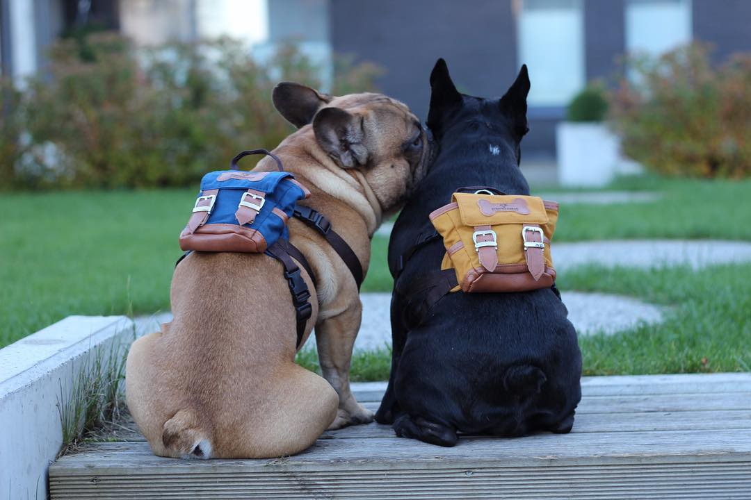 putting puppy in backpack