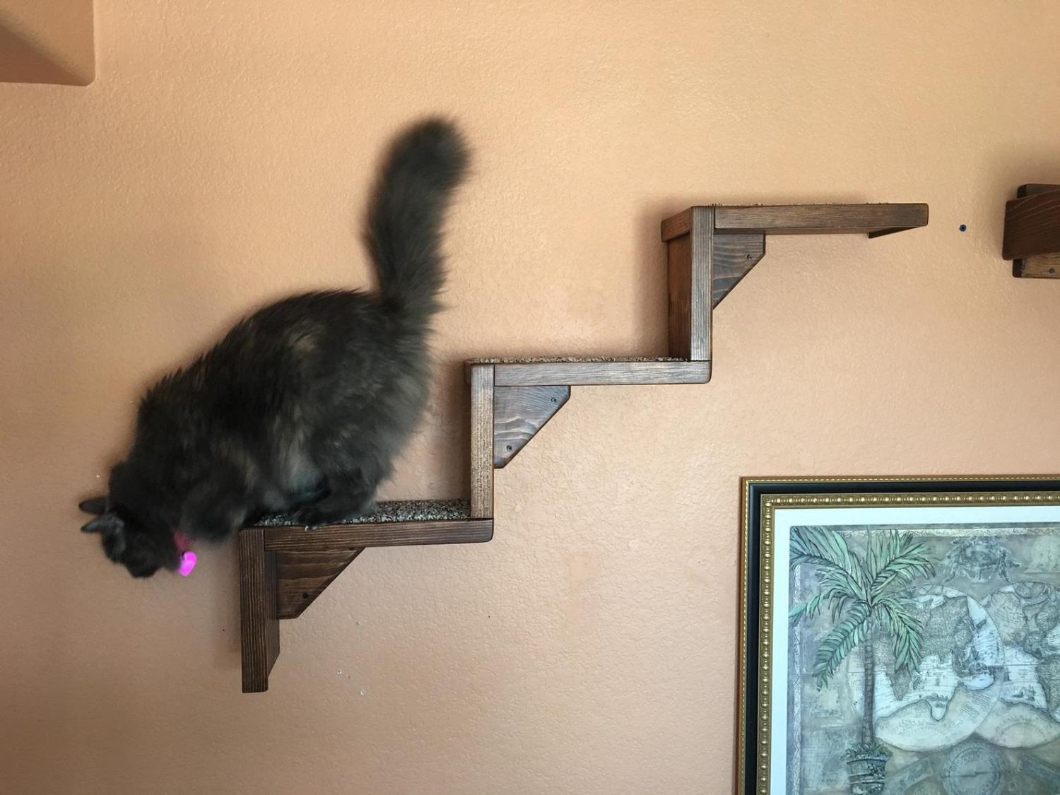 Floating Cat Stairs - Floating cat shelves give your cat a view while they relax