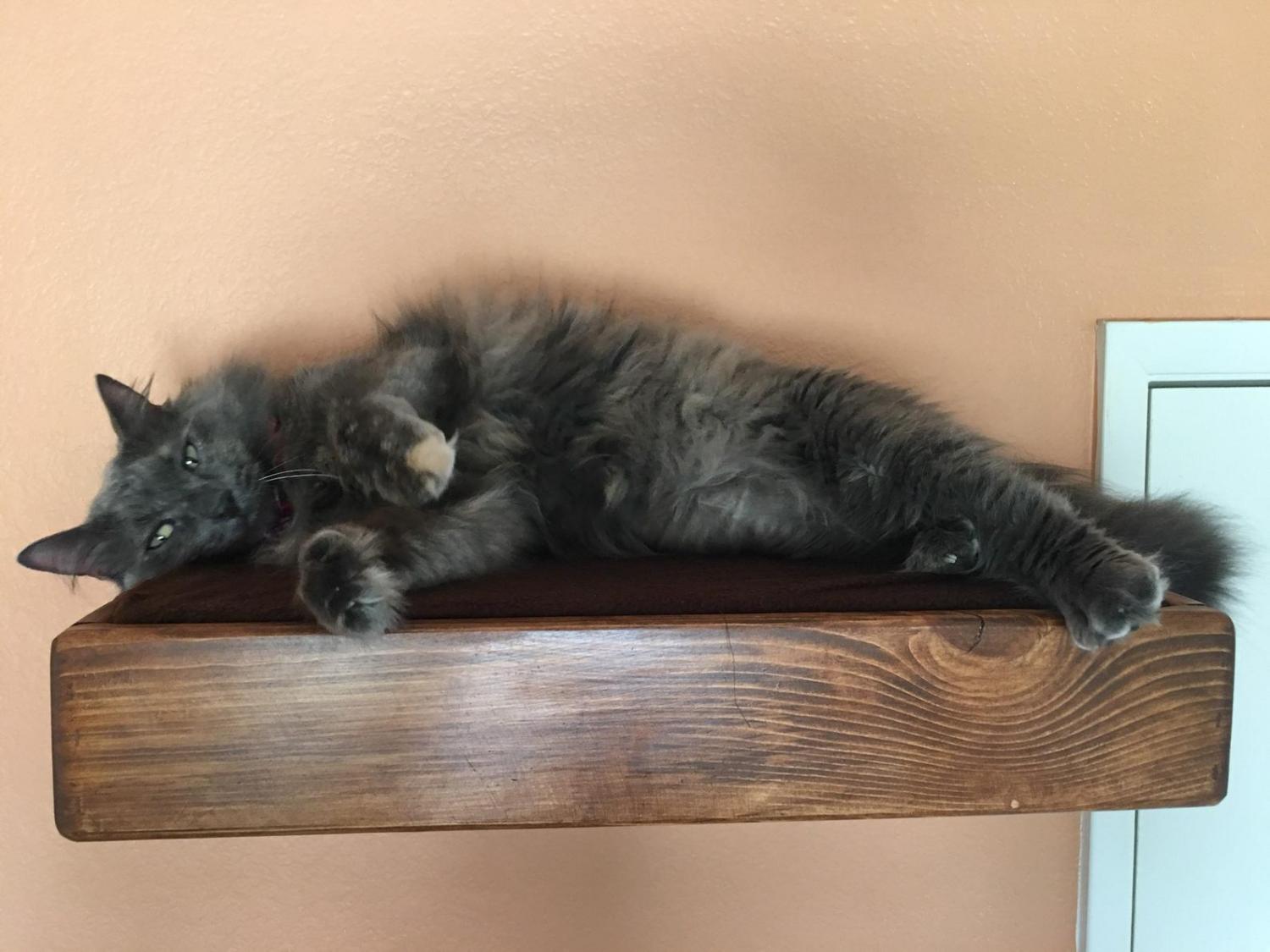 Set of Four: Three Floating Cat Cube Shelves and One Floating Cat Bed  Floating Cat Shelves Cat Perch Reclaimed Wood Shelves 