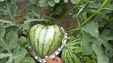 growing square watermelon