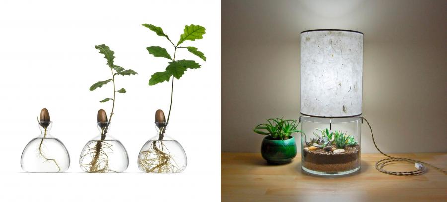 Acorn growing vase - Terrarium lamp