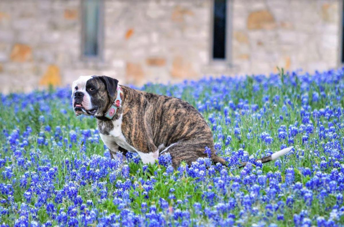 Pooping Dogs Calendar 2020