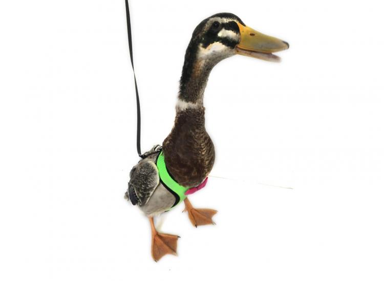 Chicken Harness Lets You Take Your Birds For a Walk - how to walk your chicken