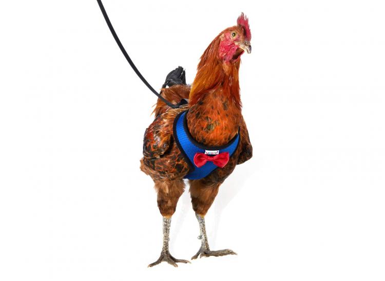Chicken Harness Lets You Take Your Birds For a Walk - how to walk your chicken
