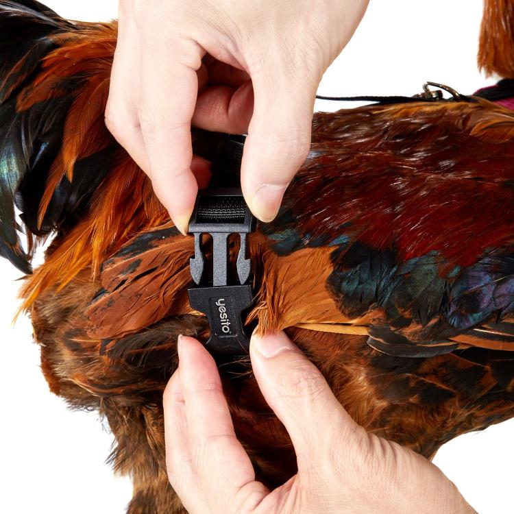 Chicken Harness Lets You Take Your Birds For a Walk - how to walk your chicken
