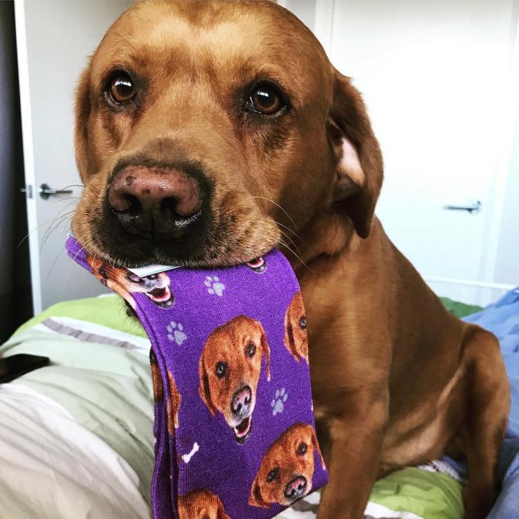 This Company Makes Socks With Your Pets Face On Them