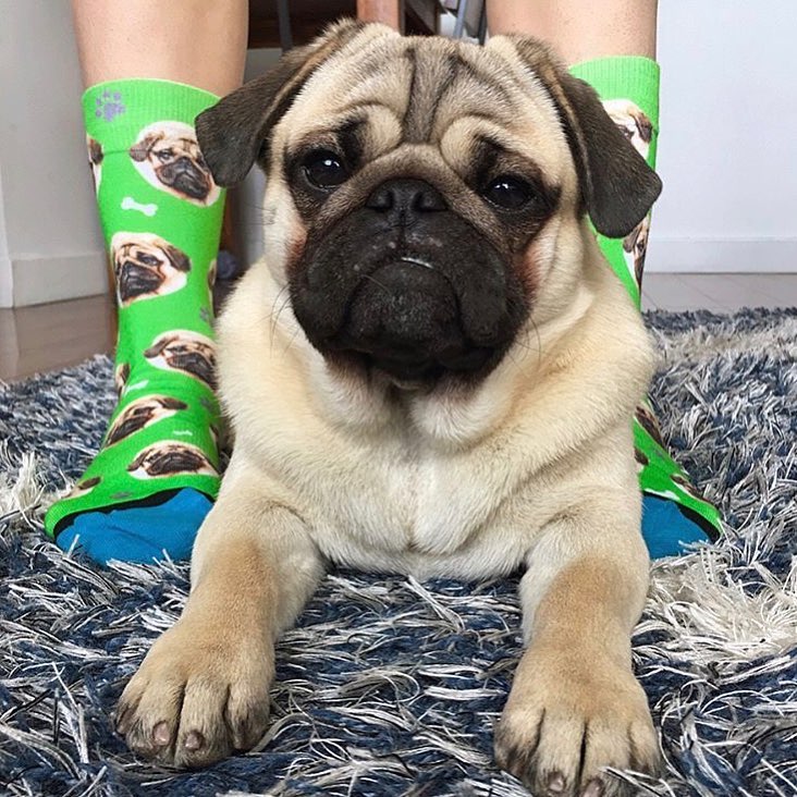 This Company Makes Socks With Your Pets Face On Them