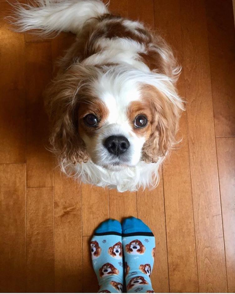 This Company Makes Socks With Your Pets Face On Them