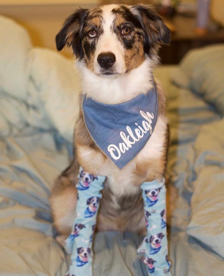 This Company Makes Socks With Your Pets Face On Them