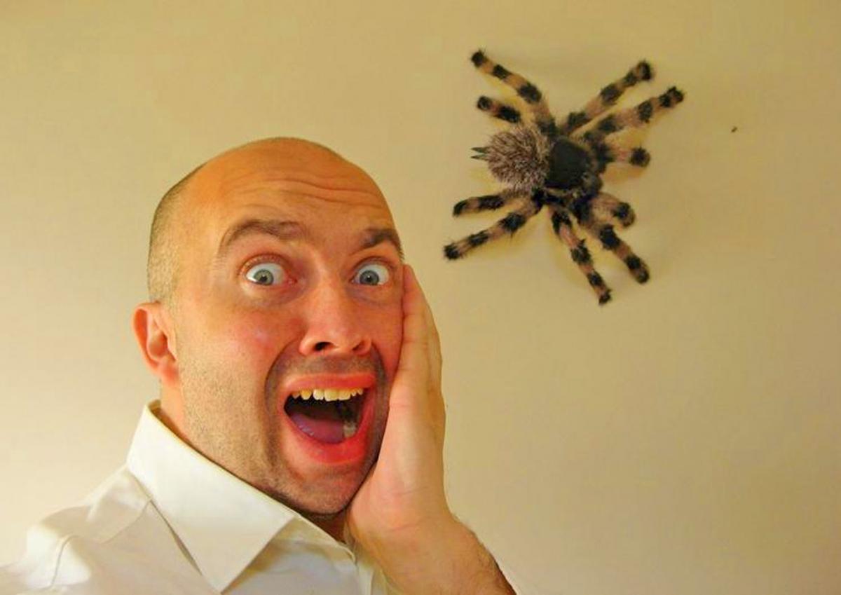thumbnail image 2 of Extra Large Realistic Brown Tarantula Spider - 4.5 X 7.5 Inch - Prank/Gag Toy 2 of 3