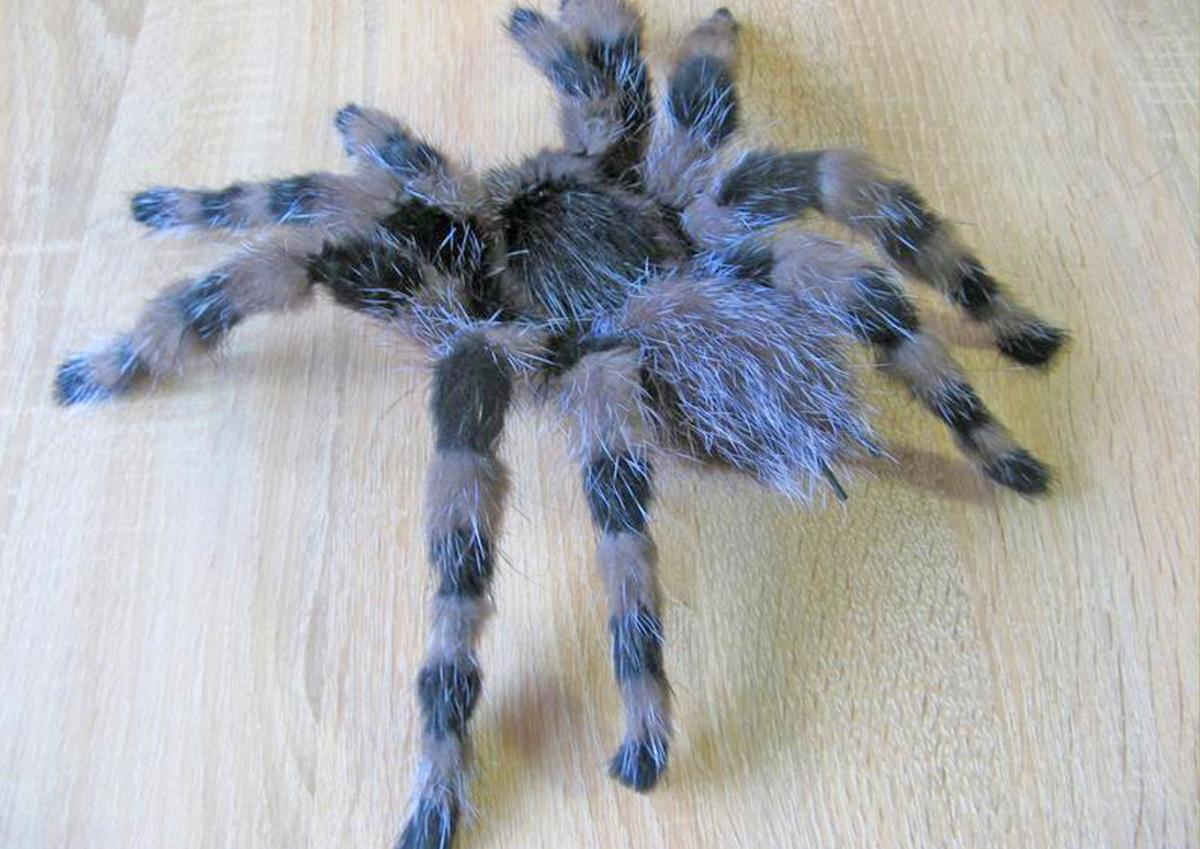 This Spider Makes Fake Spiders. But Why?