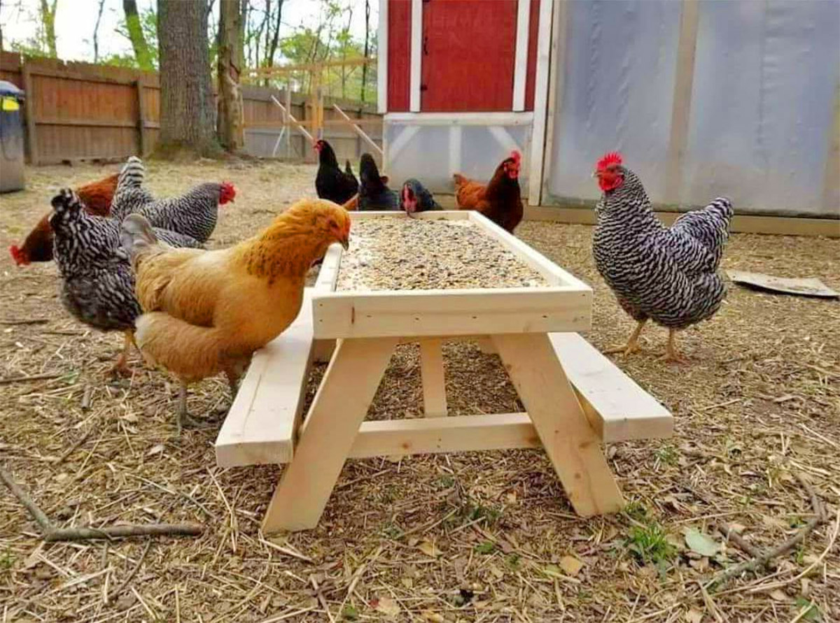 Chicken picnic table