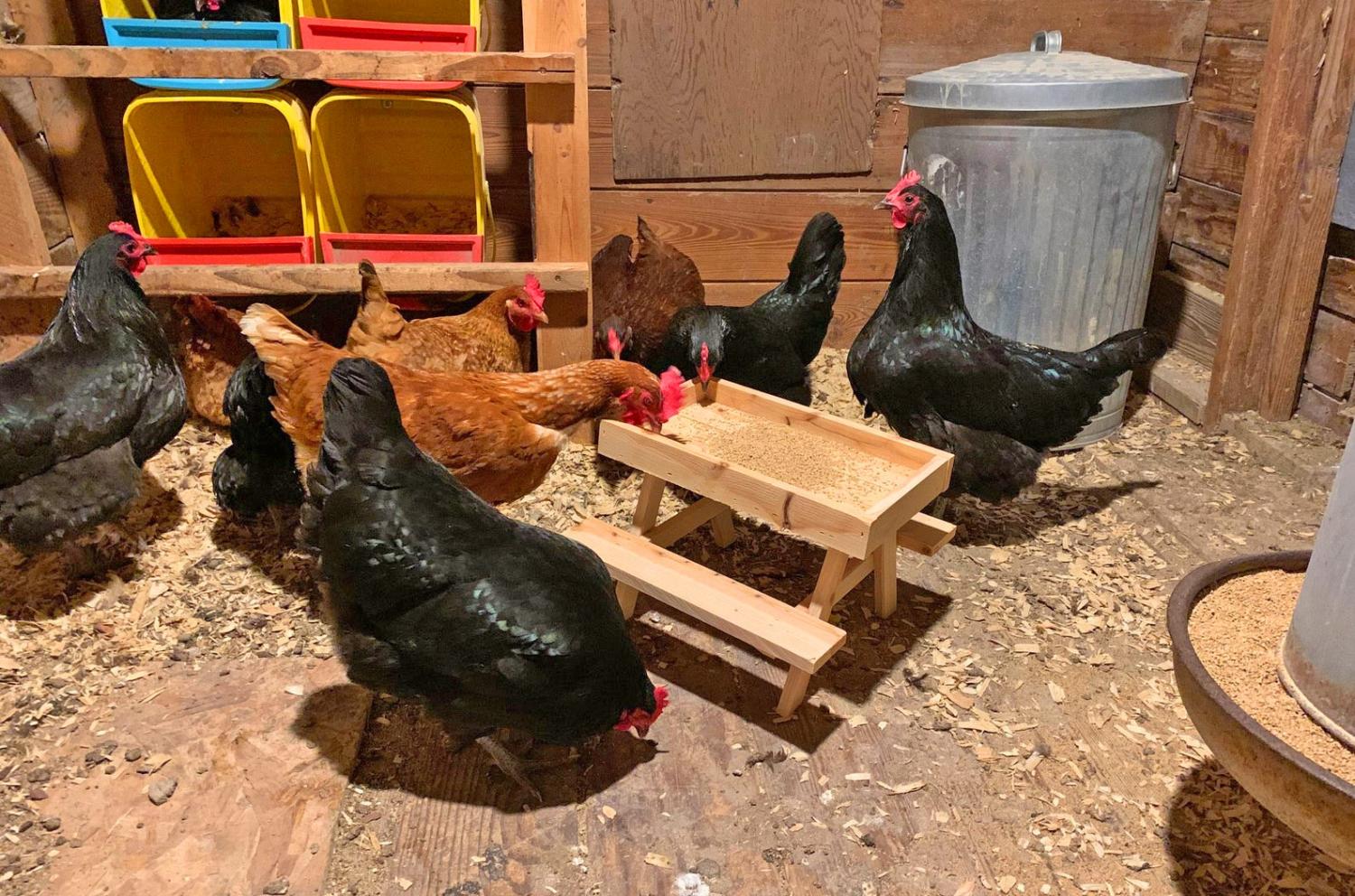 This Mini Picnic Table For Chickens Lets Your Fowl Feed 