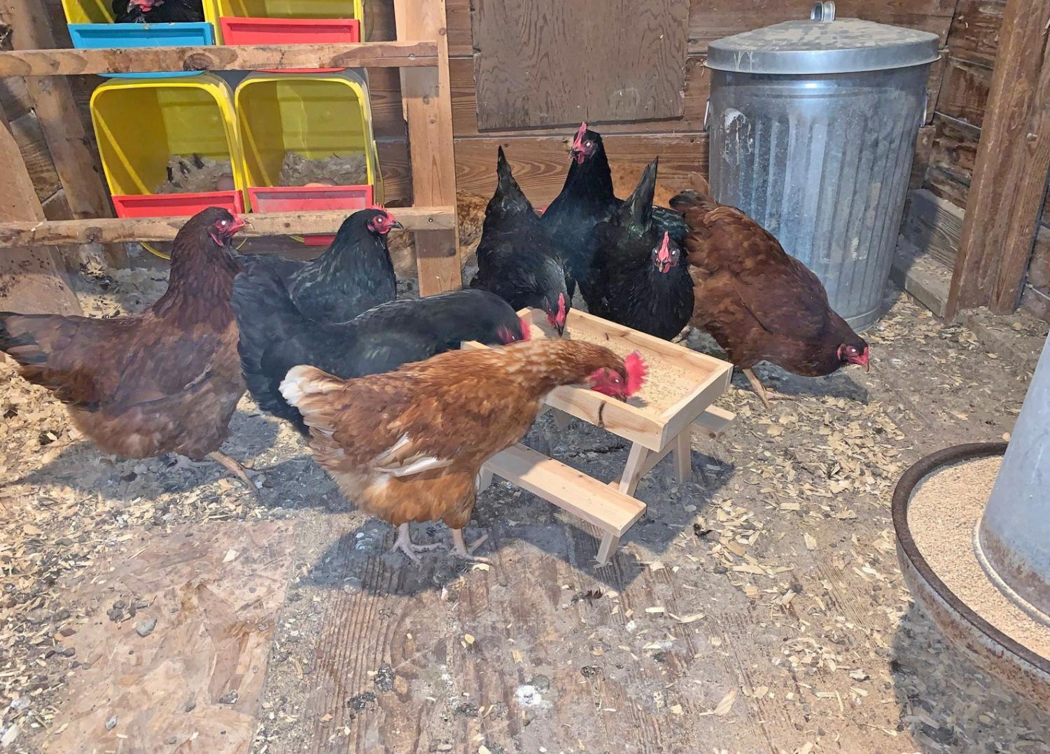 This Mini Picnic Table For Chickens Lets Your Fowl Feed With a Little