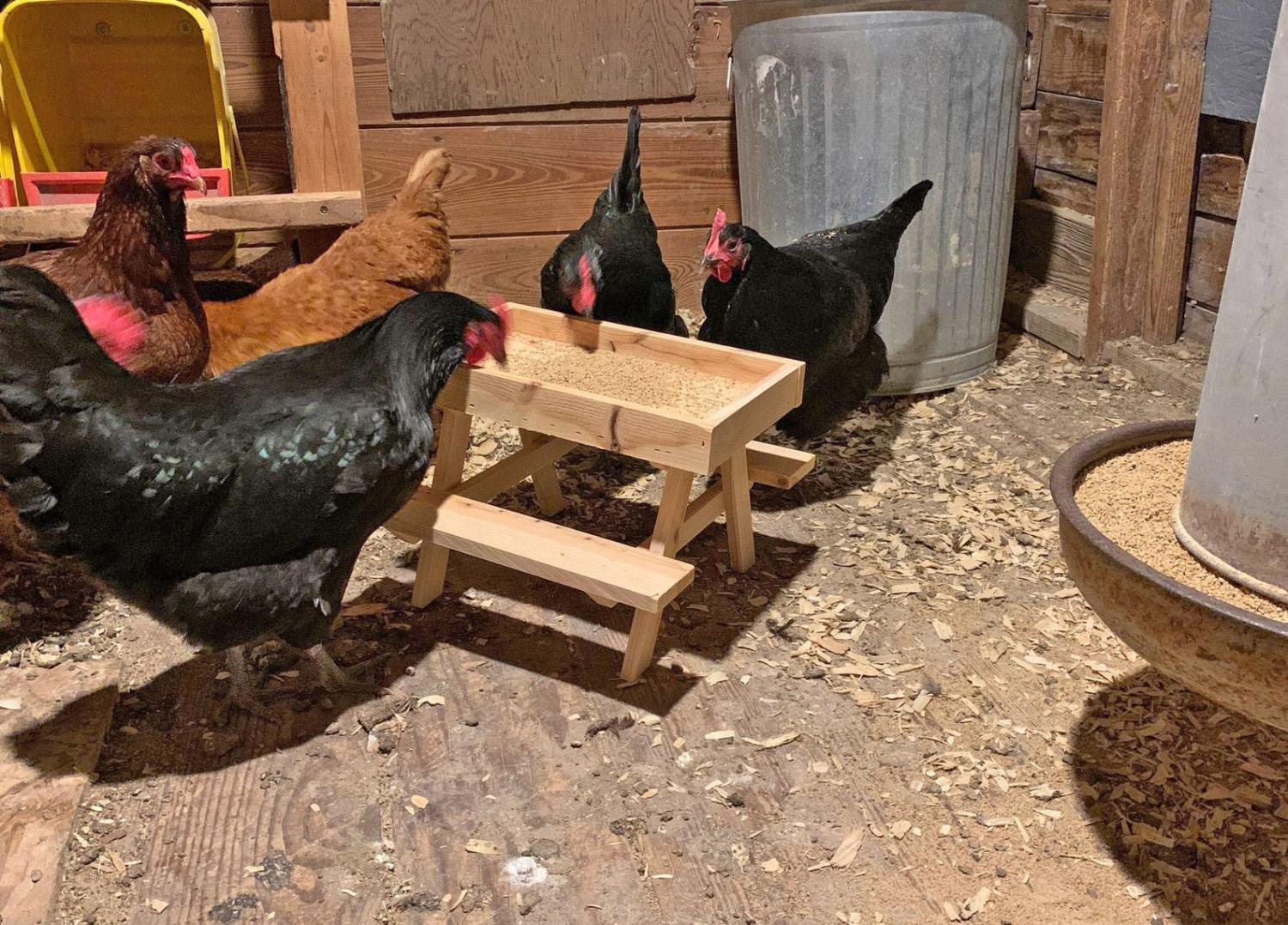 Mini Picnic Table For Chickens - Chicknic table - chicken picnic table