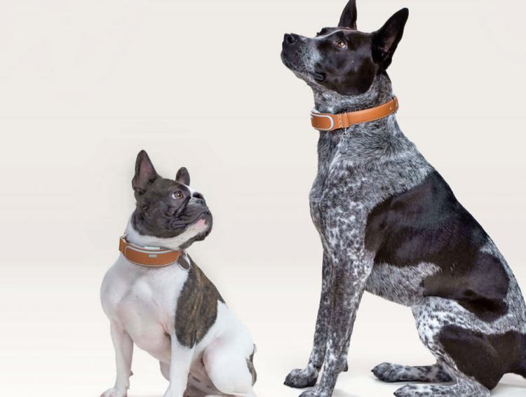 Link AKC Smart Dog Collar - Dog collar tracks dog with GPS - Activity Tracker dog collar