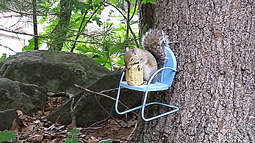Squirrel Chair Corn Cob Feeder - GIF