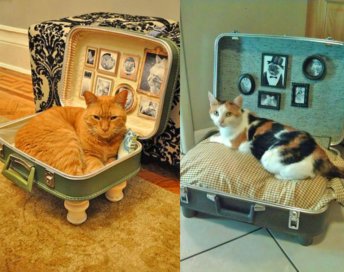 Cat bunk beds outlet diy