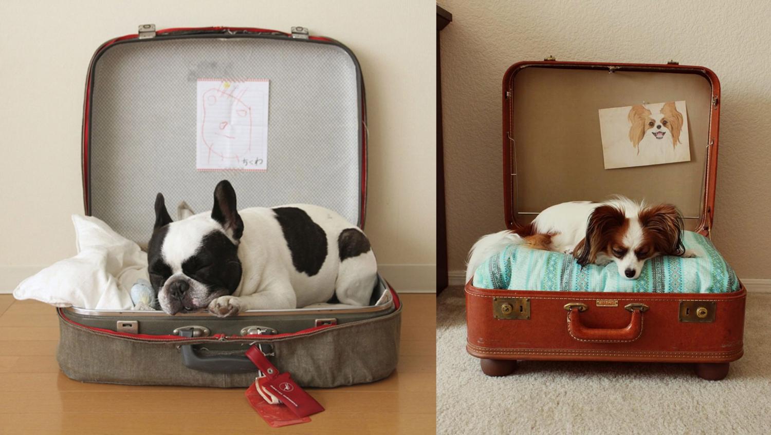 Suitcase 2024 dog bed