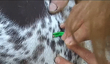 Tick Twister - How to properly remove ticks from humans, dogs, or cats - Twisting tick remover