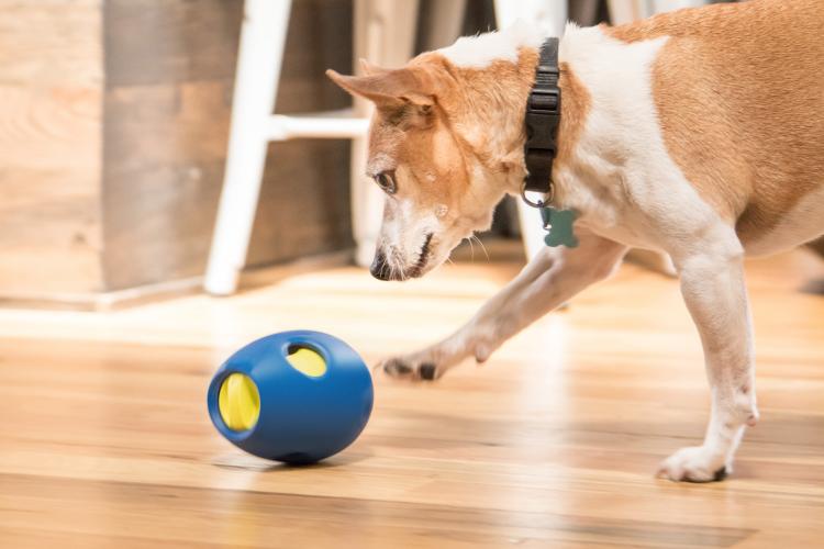 Kong Tikr Timer Activated Dog Treat Dispenser