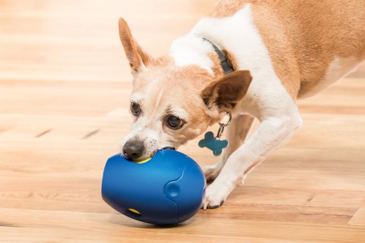 Tikr Is a Time Released Treat Dispensing Dog Toy