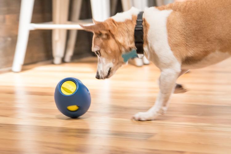 Tikr Is a Time Released Treat Dispensing Dog Toy