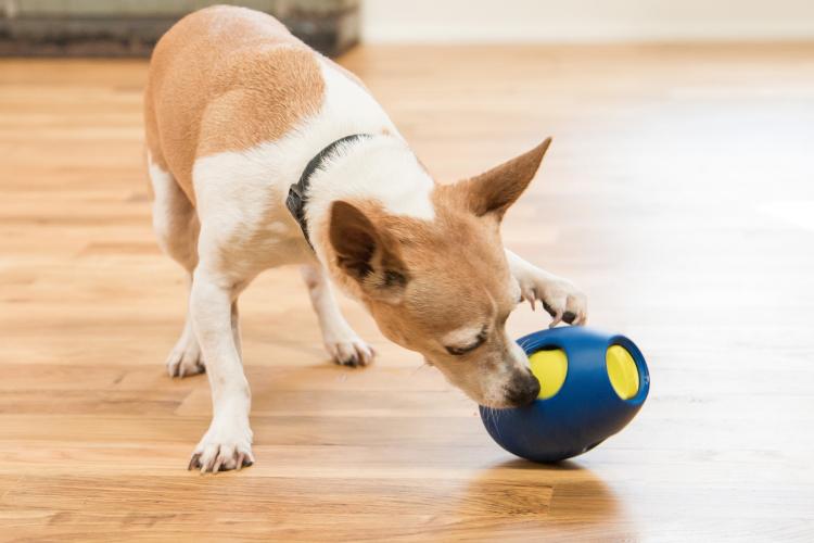 Tikr Is a Time Released Treat Dispensing Dog Toy