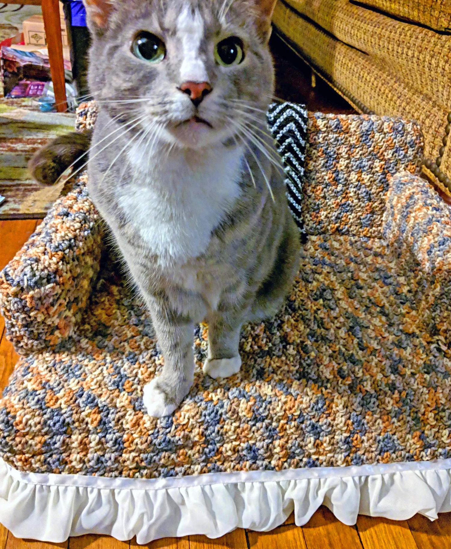Tiny Crochet Cat Couches - Mini Crochet Cat Sofa For Your Kitty