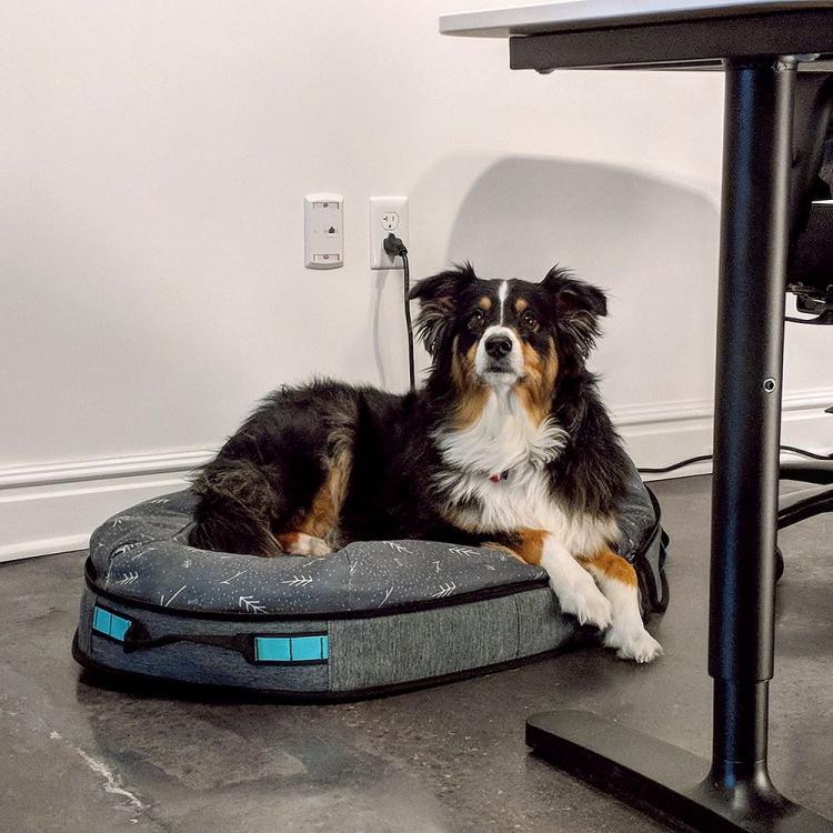 Spruce Pup Travel Dog Bed Folds In Half - Best camping dog bed