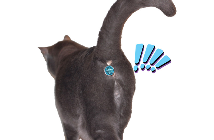 Twinkle Tush Covers Your Cats Butt With A Jewel